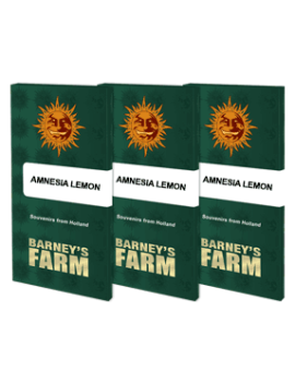Amnesia Lemon - Barney's Farm