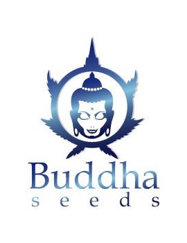Buddha Vesta Blister 10 Semi