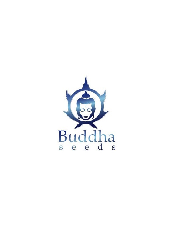 Buddha Vesta Blister 10 Semi