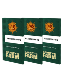 Blueberry OG - Barney's Farm