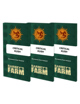 Critical Kush - Barney's Farm