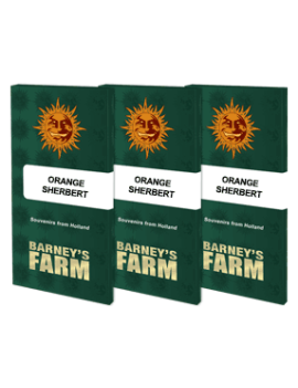 Orange Sherbert - Barney's Farm