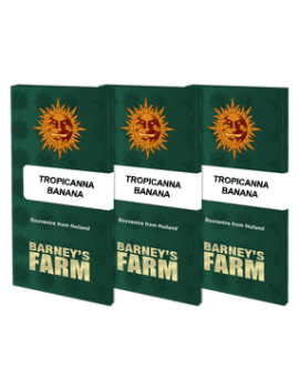 Tropicanna Banana - Barney's Farm