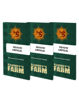 Peyote Critical  - Barney's Farm