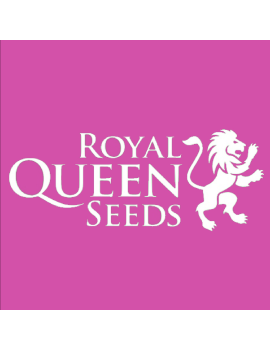 Royal Cookies - Royal Queen Seeds
