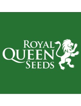 Royal Cookies Auto - Royal Queen Seeds