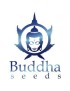 Buddha Morpheus Blister 10 semi