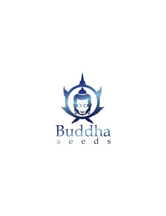 Buddha Purple Kush Blister 10 semi
