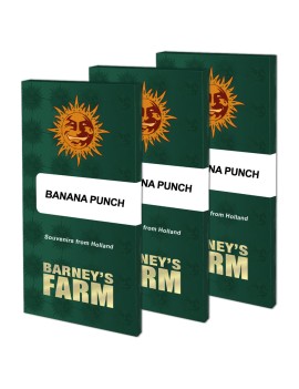 Banana Punch - Barney's Farm