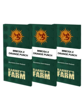 Mimosa X Orange Punch™ - Barney's Farm