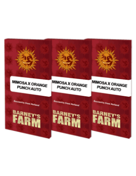 Mimosa X Orange Punch Auto - Barney's Farm