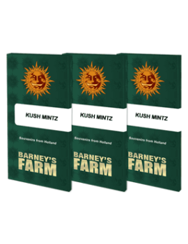 Kush Mintz - Barney's Farm