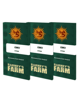 GMO - Barney's Farm