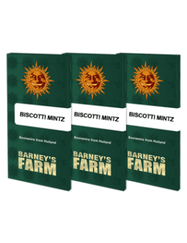 Biscotti Mintz - Barney's Farm
