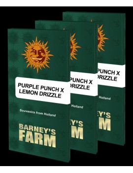 Purple Punch  - Barney's Farm