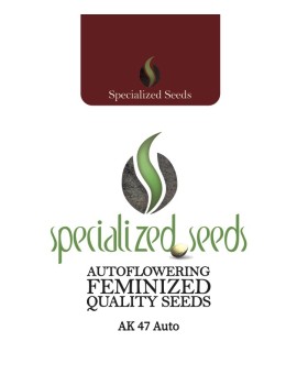 AK47 Auto - Specialized Seeds