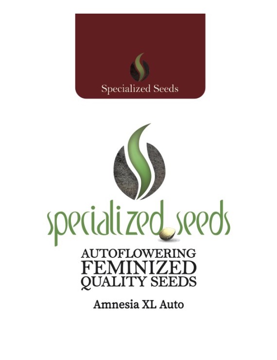 Amnesia XL Auto - Specialized Seeds