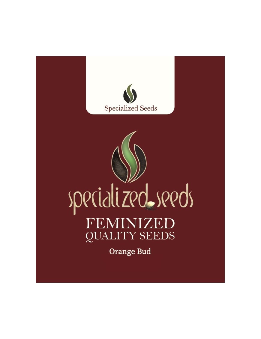 Orange Bud - Specialized Seeds