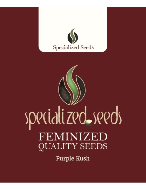 Purple Kush - Specialized Seeds