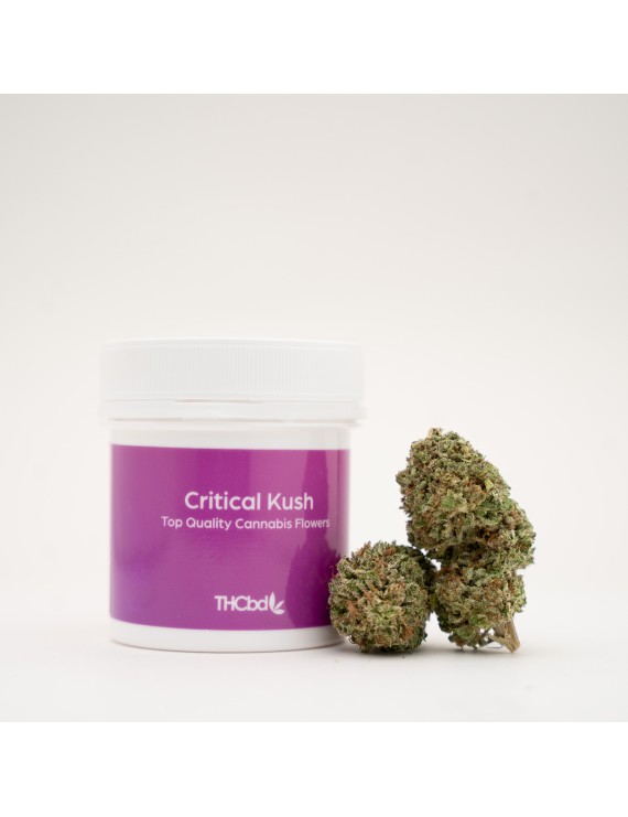 Critical Kush CBD 1 gr THCBD - Dinafem