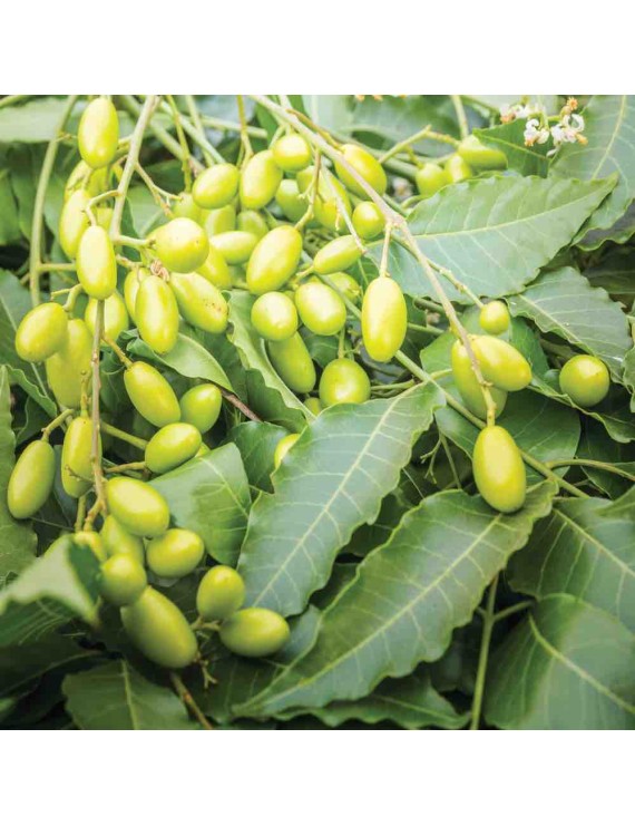 FLORTIS - OLIO DI NEEM SPRAY | 500ml